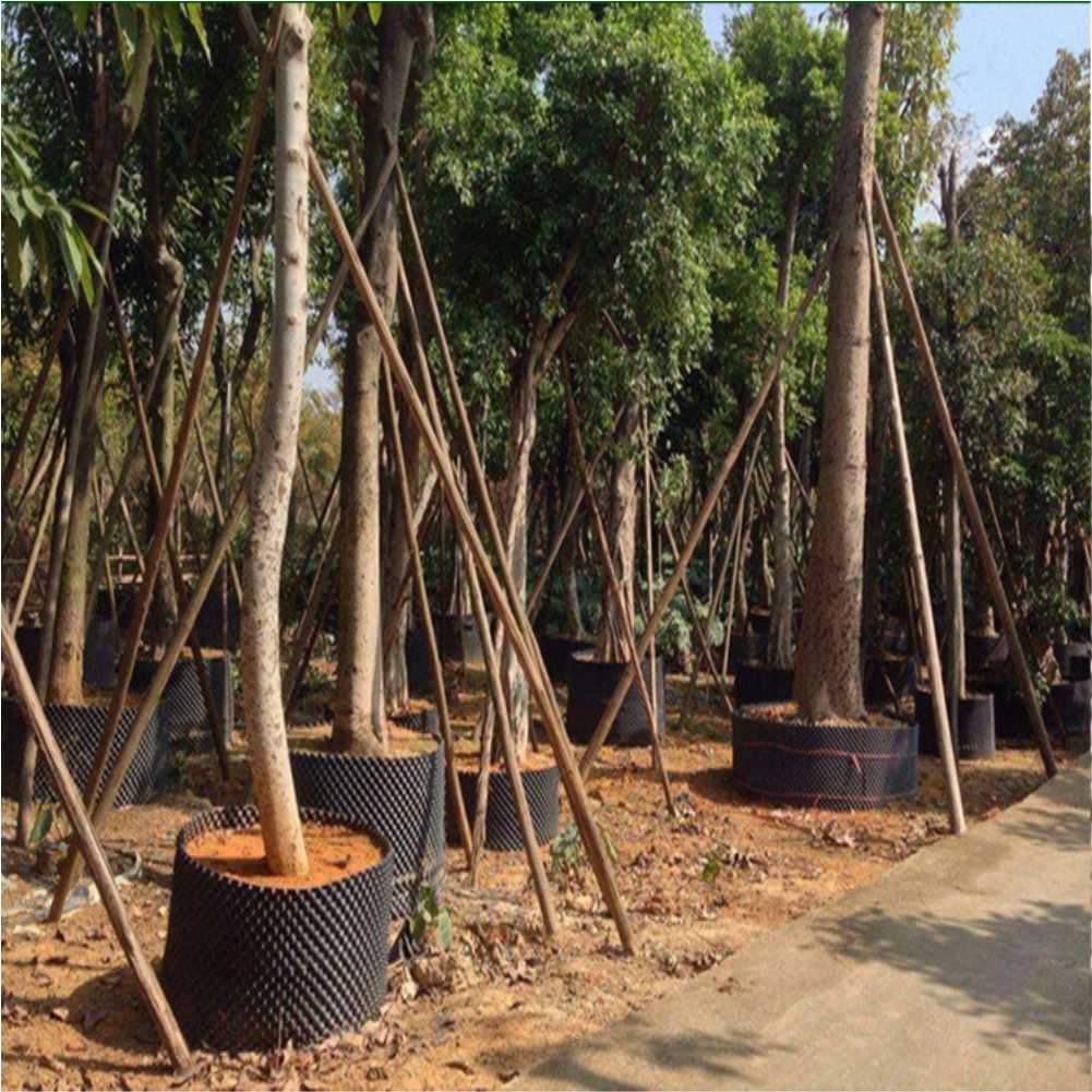 Grow Container Garden Tree Bon - đánh giá và giá Nursery