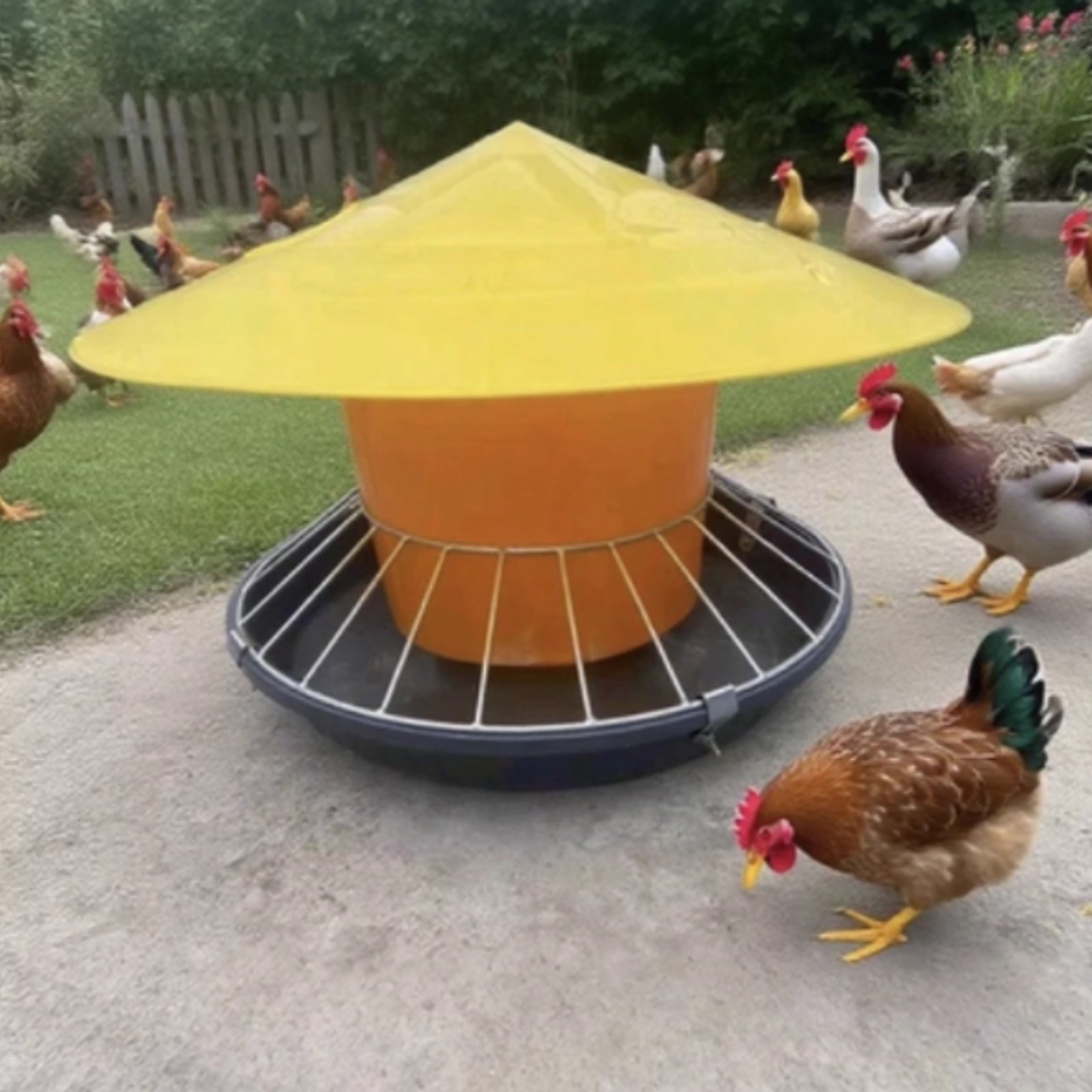 Round Fowl Feeder Large Capaci - đánh giá và giá Feeding