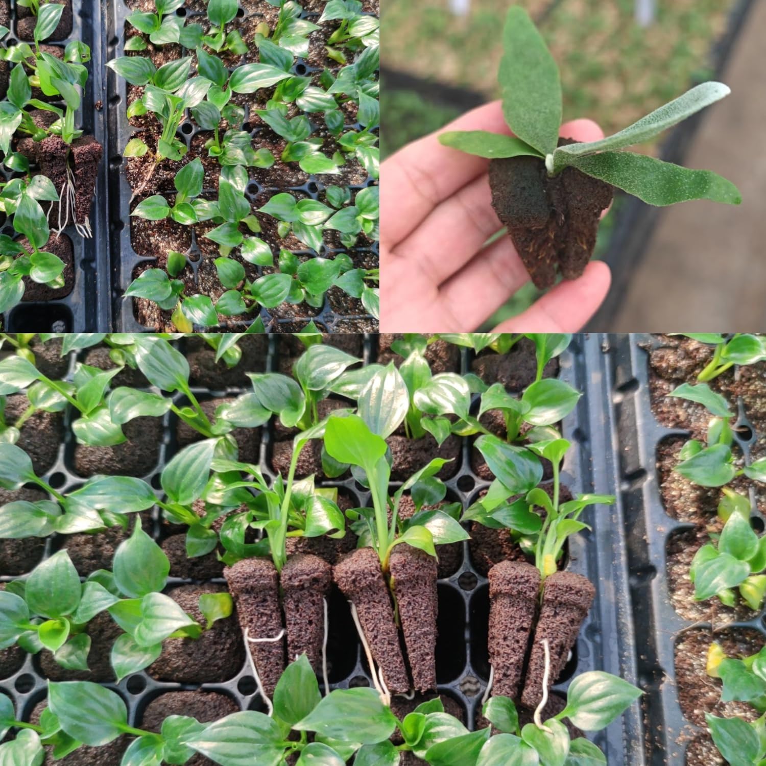 Hydroponic Rapid Grow Rooting  - đánh giá và giá Nursery